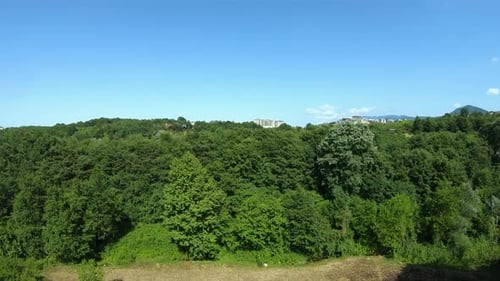 Aerial Green Forest