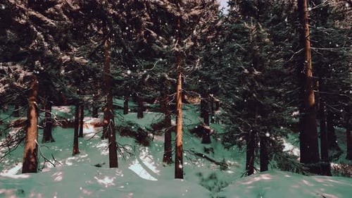 A Snowy Winter Forest with Trees Covered in Snow