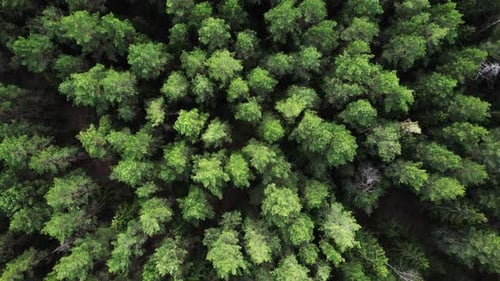 Aerial top view of the green pine woodland. Slow flight over the evergreen northern forest.