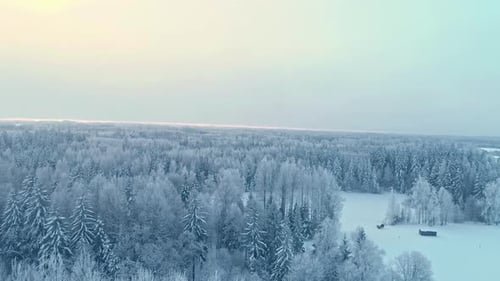 Wonderful full winter frozen forest snowy tree beautiful nature cold landscape