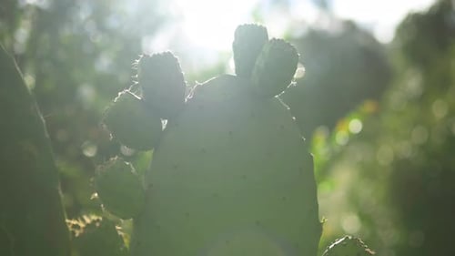 Handheld shot of prickly pearls or nopales.