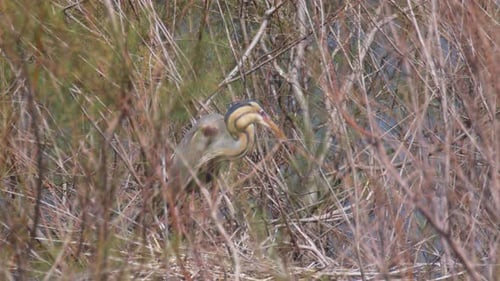 Purple heron in nesting colony, Sea of Galilee, Israel