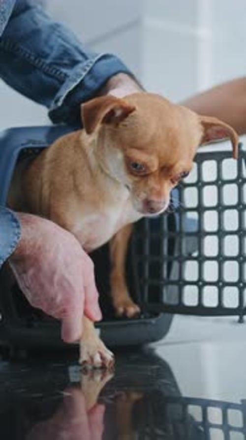 Dog Owner and TSA Officer Placing Dog in Carrying Case After Pet Screening Procedure in Airport