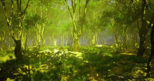 Lush Green Forest with Sunlight Filtering Through Dense Trees and Foliage
