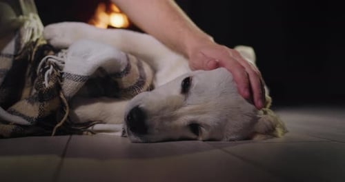 Relaxing Puppy Being Petted by Firelight