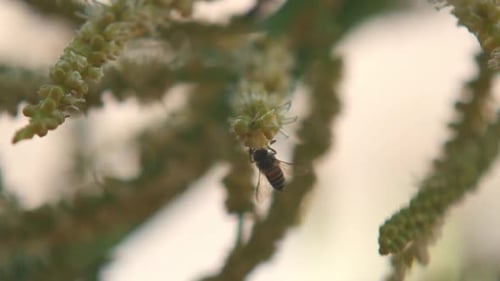 honey bees collect pollen in slow motion