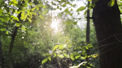 Spiderweb Swaying in Wind with Sunlight at Background Spider Builds a Cobweb in Forest Beautiful