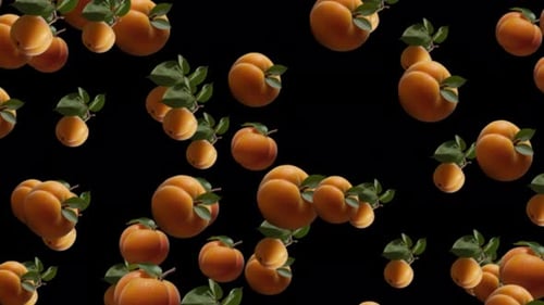 Healthy Apricot Fruits Falling Animation On Black Background. Fresh And Healthy Fruits Animation