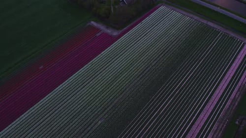 Aerial view of vibrant tulip fields and windmills, Obdam, Netherlands.