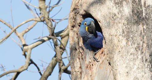 Primer plano de un guacamayo jacinto que anida en un agujero en un árbol, Pantanal Sur, Brasil.