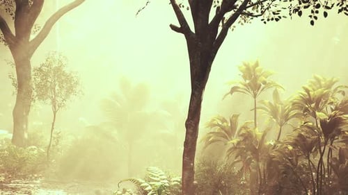 Sunlight Filters Through Misty Trees in a Lush Tropical Forest During Morning