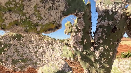Le monde fascinant des cochenilles qui infestent les cactus, un phénomène à la fois captivant et nocif