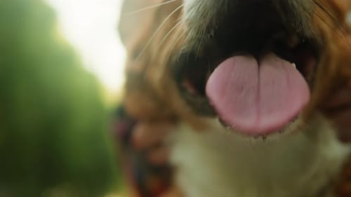 Closeup of Corgi Dog in the Park on Sunny Day Lovely Pet Sitting on the Grass Portrait of a The