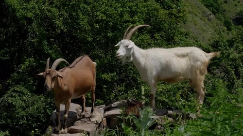 Two Goats on Rocky Terrain Overlooking Greenery White Goat Turning Away From Camera