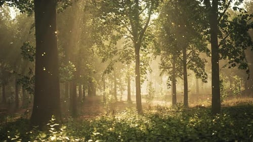 A Forest Filled with Lots of Trees and Grass