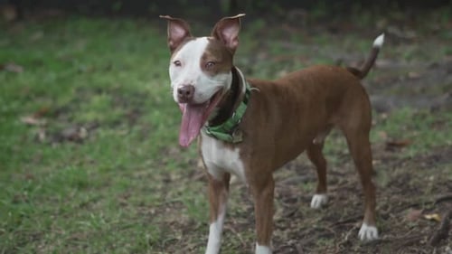 Dog Posing on Grass in Backyard