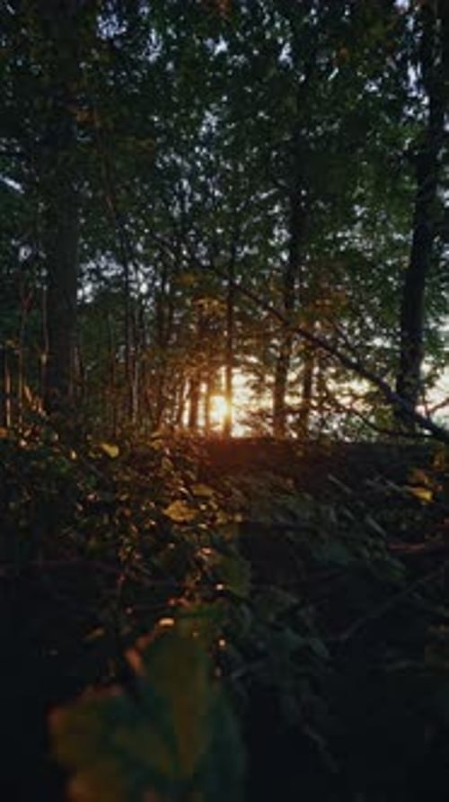 La lumière du soleil filtre à travers les arbres dans une forêt sereine