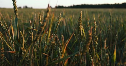 A Field of Common Wheat