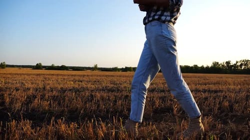 Female Agronomist Using Digital Tablet While Goes Among Wheat Meadow at Sunset Farmer Monitoring