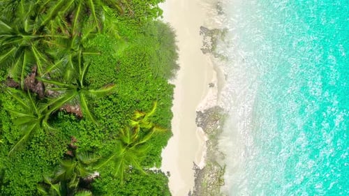 Top View Aerial Drone Shot of Beautiful White Sand Beach with Green Coconut Trees and Crystal Clear