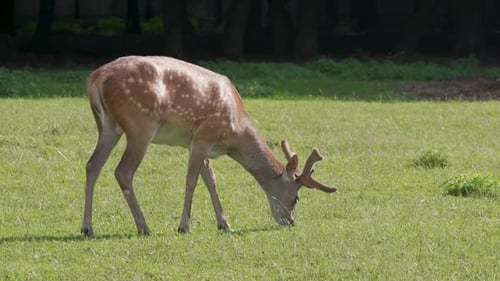 Young Red Deer Grazing in the Zoo