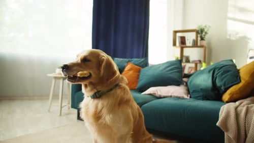 Golden Retriever with Chew Toy Sitting Indoors