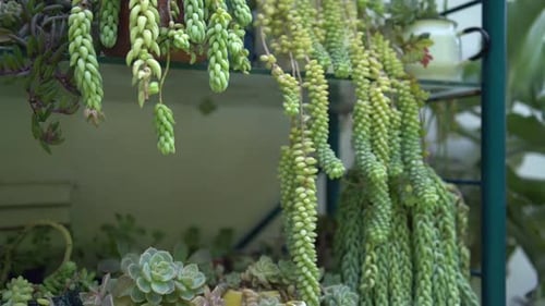 A collection of succulents in an open cabinet, Succulent display. Israeli gardening.