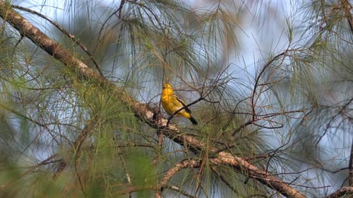 Vibrant Songbird Perched on Pine Branch Amidst Foliage Demonstrating