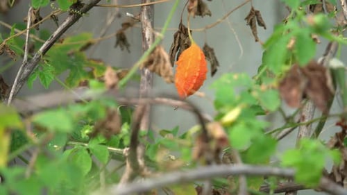 Plant de melon amer Cerasee Kerala avec du Kerala suspendu à des vignes, utilisé pour fabriquer un théier sain à base de plantes