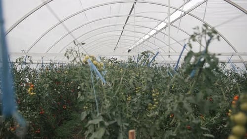 Exploring a vibrant greenhouse filled with thriving tomato plants at the peak of summer's growing