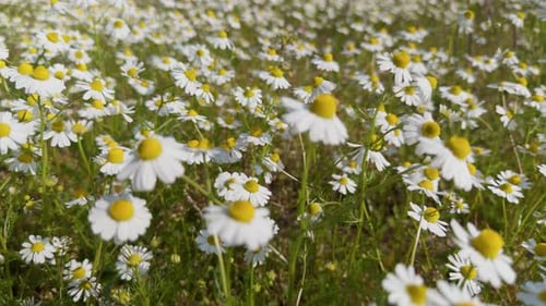 White Chamomile Daisy Flowers In Windy Day In Sunny Spring Meadow 13