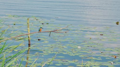 Martin-pêcheur perché sur une branche surplombant un étang idyllique en Frise, aux Pays-Bas