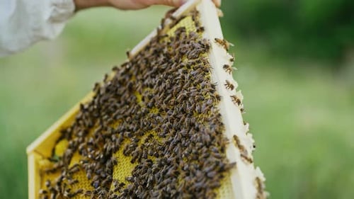 hand of man neatly holds a wooden frame with honeycomb on the background of the yard in the summer