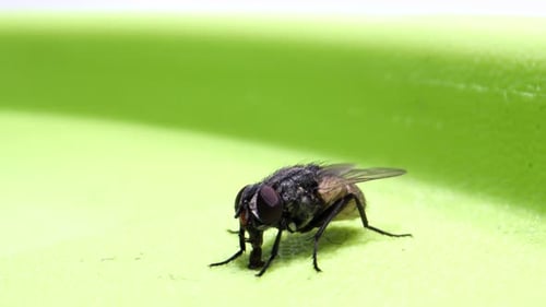 Fly Cleaning Legs in Close-up on Green Background