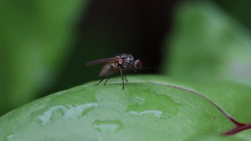 A fly preening on a leaf. Summer. UK