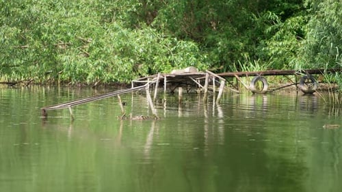 Duck family swimming in the river near the bank. Old broken bridge and greenery at backdrop.