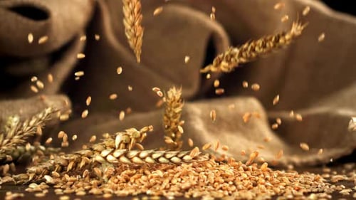 Grains with Spikelets Fall on the Table Filmed on a Highspeed Camera at 1000 Fps