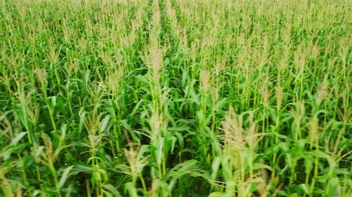 Lush Green Cornfield Swaying Gently in the Breeze