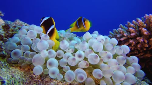 Anemonefish Living Amongst Bulbous Anemone in Coral Reef
