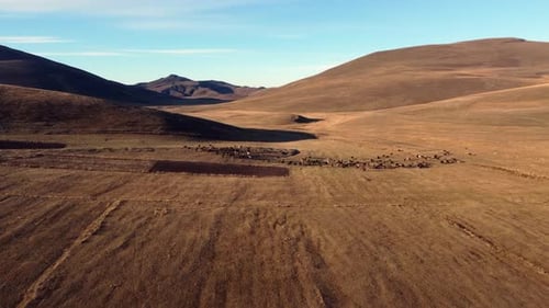 Aerial descends to horses grazing on open plateau pasture in Caucasus