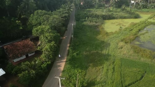 Aerial of Couple Ride on Motorbike on Road Along Rice Field Plantation Drone Shot of Man Woman