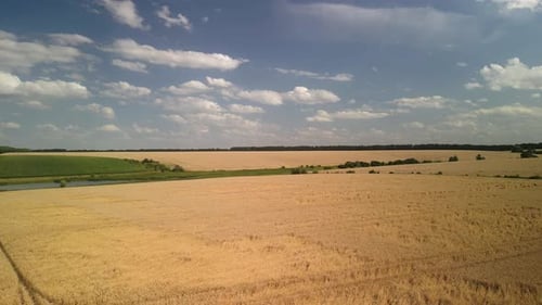 Wheat field aerial view in Ukraine