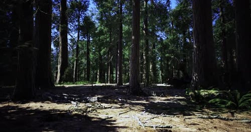 Sunlight Filtering Through Tall Trees in a Quiet Forest During Midday