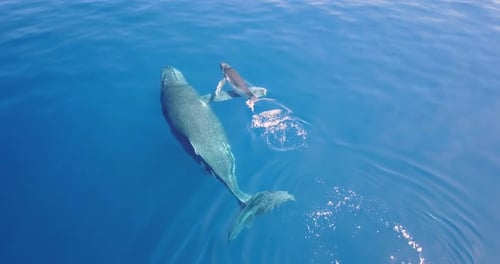 Aerial view of a whale in the ocean swimming next to its puppy, so that it can protect it, love