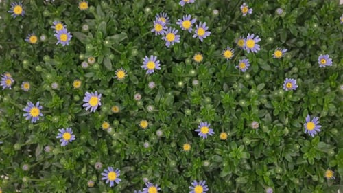 Felicia Amelloides Flowers Blooming in Green Foliage