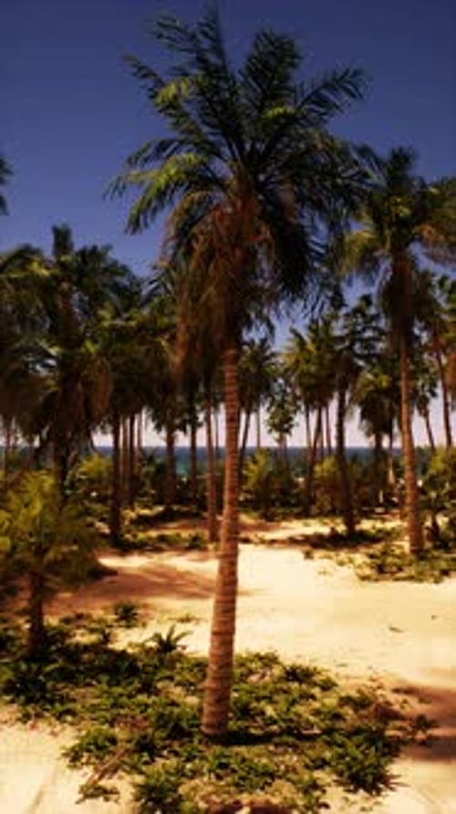 Sandy Area With Palm Trees and Ocean