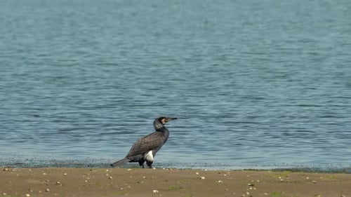 Wunderschöner großer Kormoran. Großer Kormoran, der fast weltweit vorkommt. Hinweis: groß, weißer Fleck auf dem T-Shirt