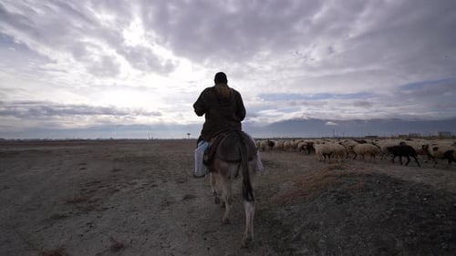 Shepherd Rides Donkey with Flock of Sheep