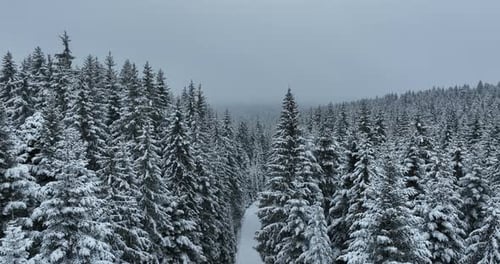 Aerial Drone View of the Road in Idyllic Winter Landscape Nature in a Dense Forest with Fresh Snow