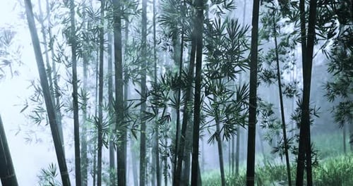 Misty Bamboo Forest Teeming with Life at Dawn in Tranquil Natural Setting